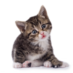 a cute tabby kitten